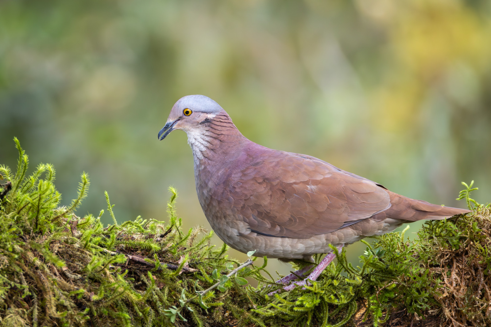 image White-throated Quail-Dove